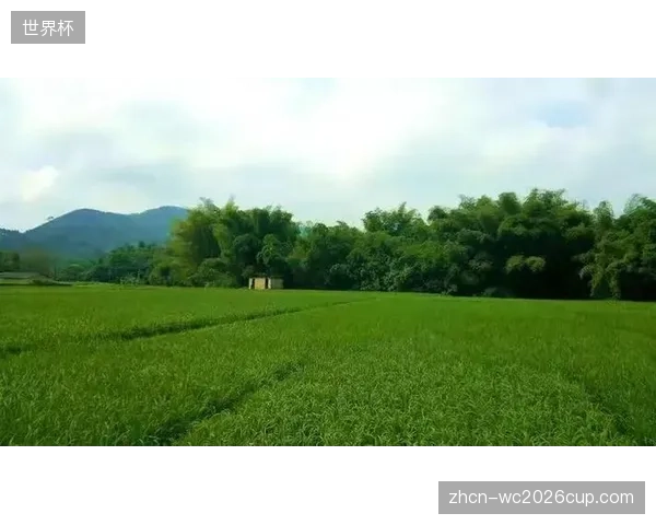 拒绝布置植被的钢筋混凝土屋面成了炙烤室内空间的天然火炉